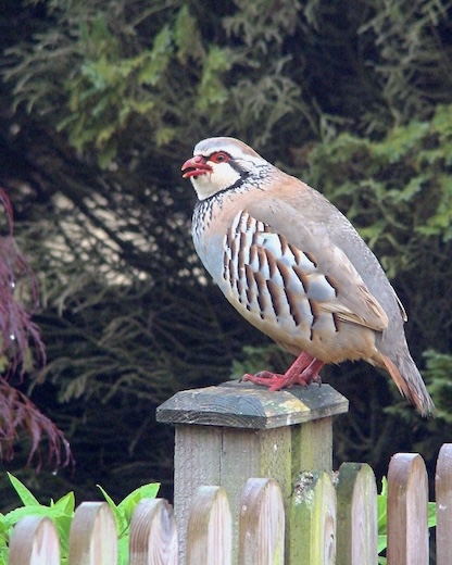 red-legged partridge